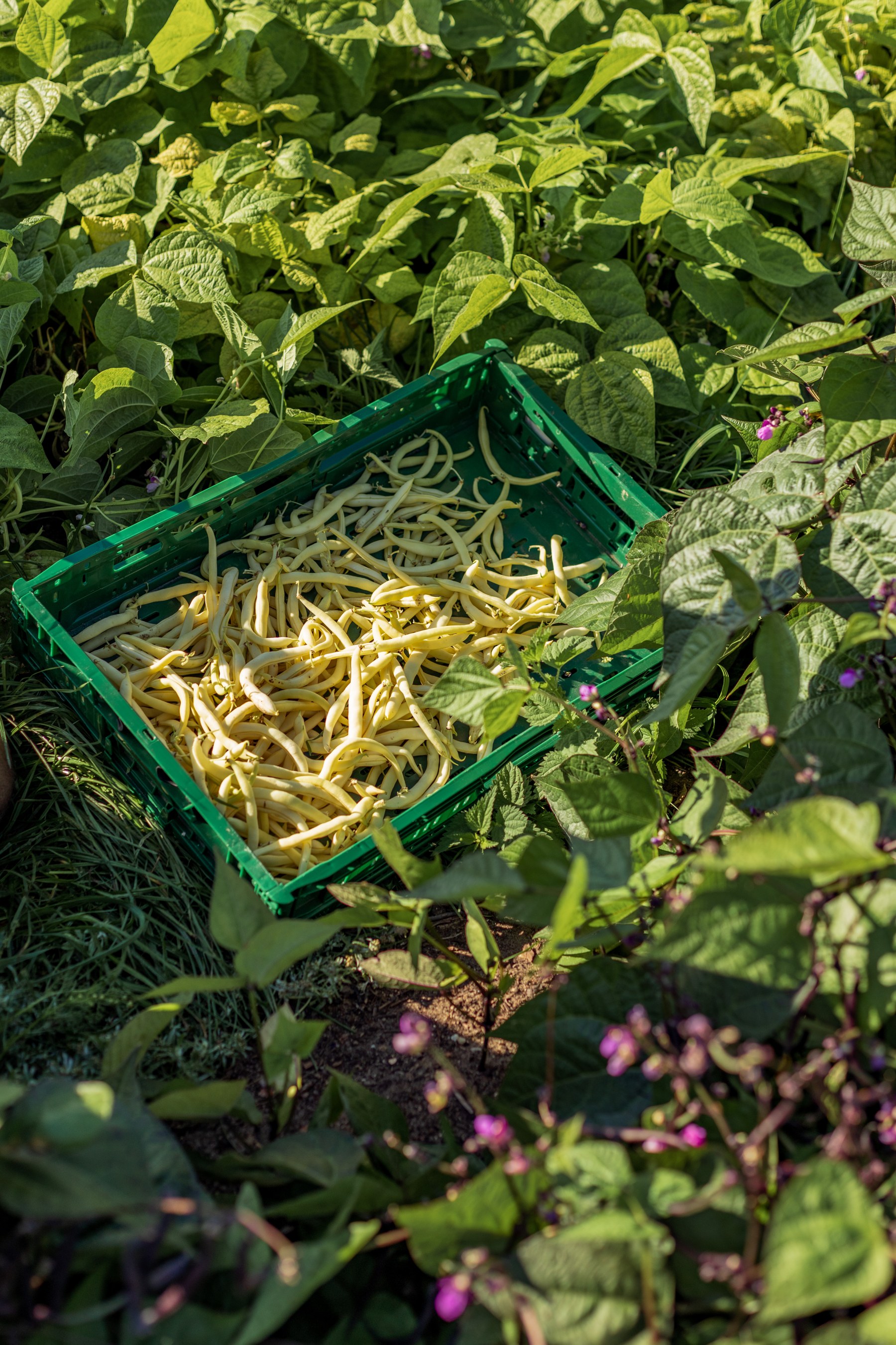 Frisch geerntete gelbe Bohnen in einer grünen Erntekiste auf dem Feld