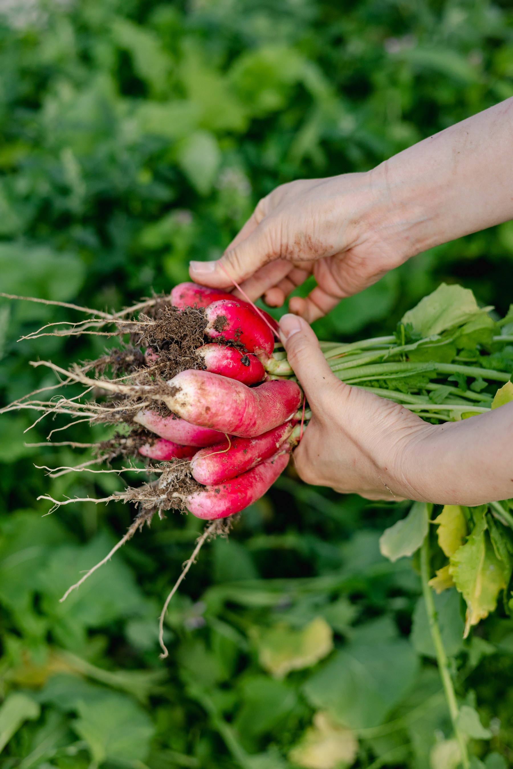 Frisch geerntete Radieschen in der Hand auf dem Feld