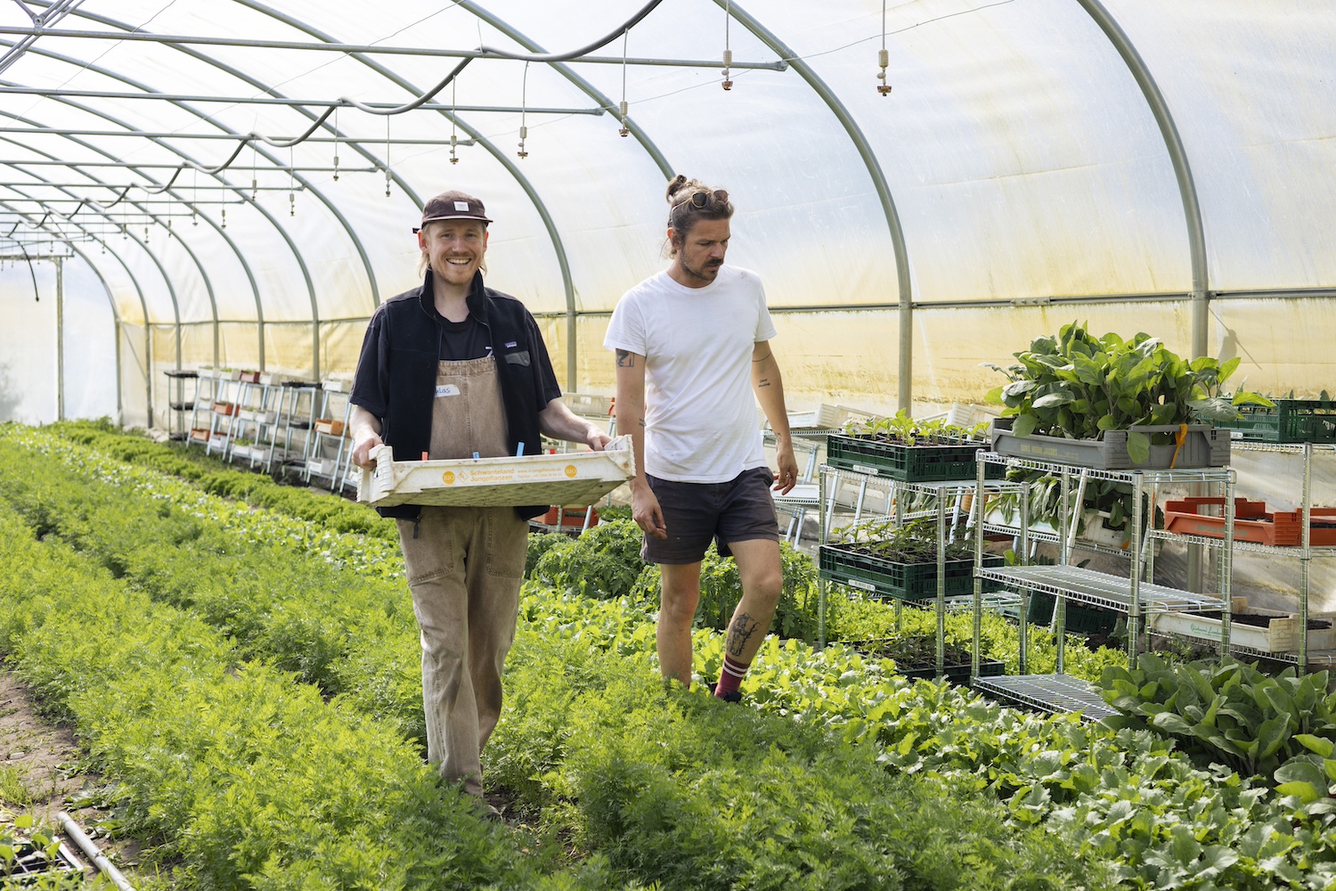 Zwei Personen tragen eine Kiste mit Jungpflanzen durch das Gewächshaus