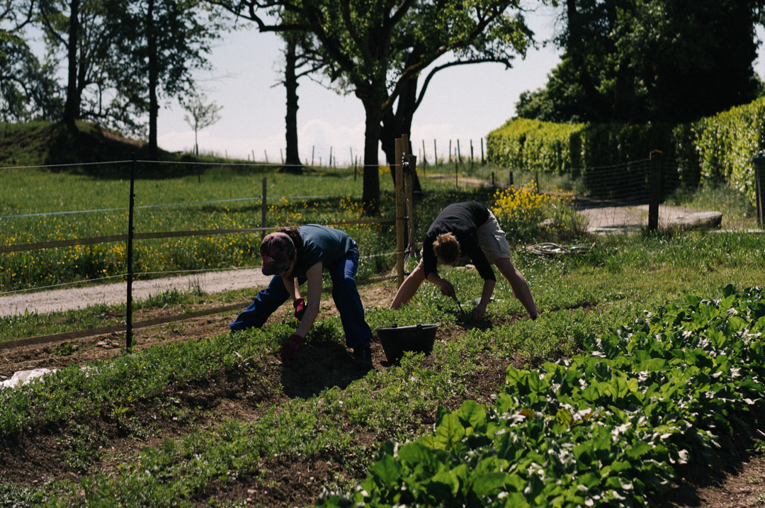 Tiny Farms - Einblick ins Market Gardening